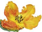 Parrot Tulip Close-Up