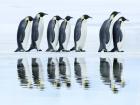 Emperor Penguin Group, Antarctica