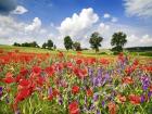 Poppies And Vicias In Meadow, Mecklenburg Lake District, Germany