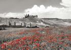 Farmhouse with Cypresses and Poppies, Val d'Orcia, Tuscany (BW)