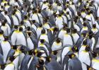 King penguin colony, Antarctica