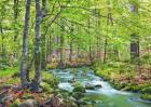 Forest brook through beech forest, Bavaria, Germany