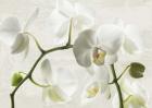 Ivory Orchids