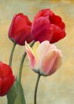 Ruby Tulips