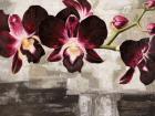 Velvet Orchids