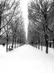 The Tuileries Garden under the Snow, Paris