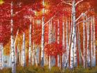 Bosco di Betulle