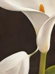 Calla Moderna I