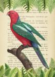 The Australian king parrot, After Levaillant