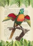 The Blue-Headed Parrot, After Levaillant