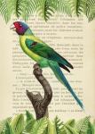 The Plum-Headed Parakeet, After Levaillant