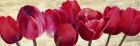 Red Tulips