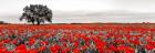 Tree in a Poppy Field 2