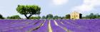 Lavender Fields, France