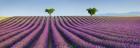 Lavender Field, Provence, France