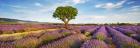 Lavender Field And Almond Tree, Provence, France