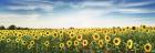 Sunflower Field, Plateau Valensole, Provence, France