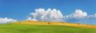 Corn Field Harvested, Tuscany, Italy