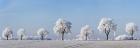 Alley Tree With Frost, Bavaria, Germany