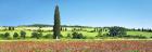 Cypress In Poppy Field, Tuscany, Italy
