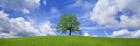 Oak and clouds, Bavaria, Germany