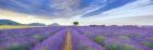 Lavender Field, France