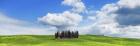 Cypresses, Val d'Orcia, Tuscany