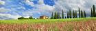 Landscape with cypress alley and sainfoins, San Quirico d'Orcia, Tuscany