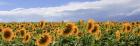 Girasoli in Val D'Orcia