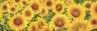 Field of Sunflowers