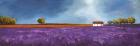 Field of Lavender II