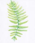 Fern