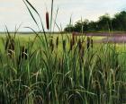 Cattails