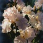 Bearded Iris