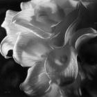 Calla Lilies - Emerging Dawn B&W