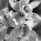 Orchids - B&W