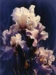 Purple Iris