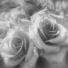 Rose Pair B&W