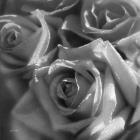 Rose Pedals B&W