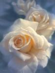 White Roses - Unforgettable