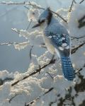 Blue Jay - On the Fence