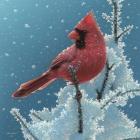 Cardinal - Cherry on Top