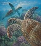 Sea Turtles - Turtle Bay