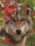 Wolf - Autumn Encounter