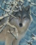 Wolf - Broken Silence
