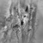 Wolf - Focused - B&W