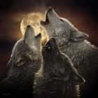 Wolf Trinity