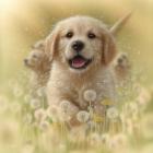 Golden Retriever Puppy - Dandelions - Square