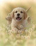 Golden Retriever Puppy - Dandelions