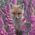 Red Fox - Foxgloves - Square